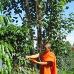 201911 hodhi tree1.jpg